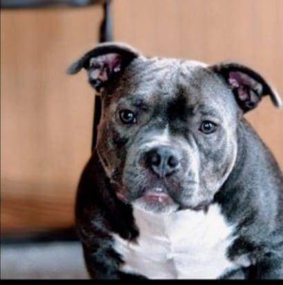molly